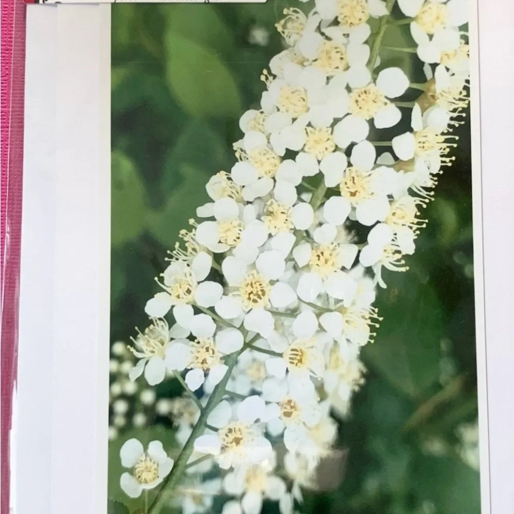 2 for $30 Nature Photo Blank Greeting Cards. Algonquin Spring set of 4 - Picture 4 of 8